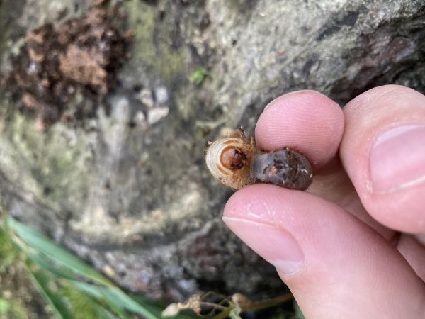 A - nejednoznačne určen&yacute;, nie sme si ist&iacute;