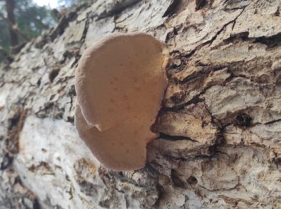 Pr&aacute;chnovček p&aacute;sikav&yacute; 