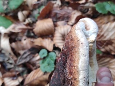 Pr&aacute;chnovček p&aacute;sikav&yacute; 