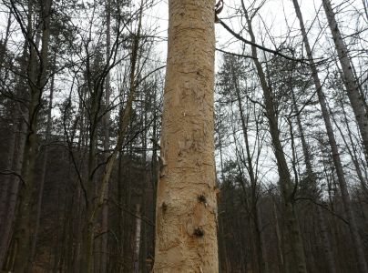 Lykokaz jaseňov&yacute;