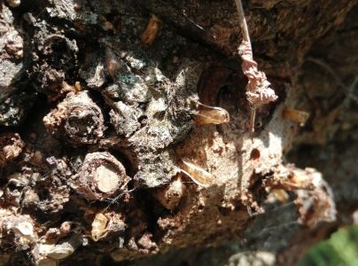 A - nejednoznačne určen&yacute;, nie sme si ist&iacute;