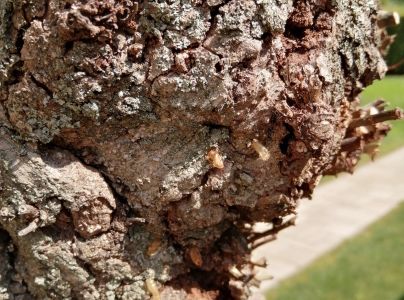 A - nejednoznačne určen&yacute;, nie sme si ist&iacute;