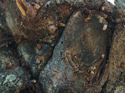 A - nejednoznačne určen&yacute;, nie sme si ist&iacute;