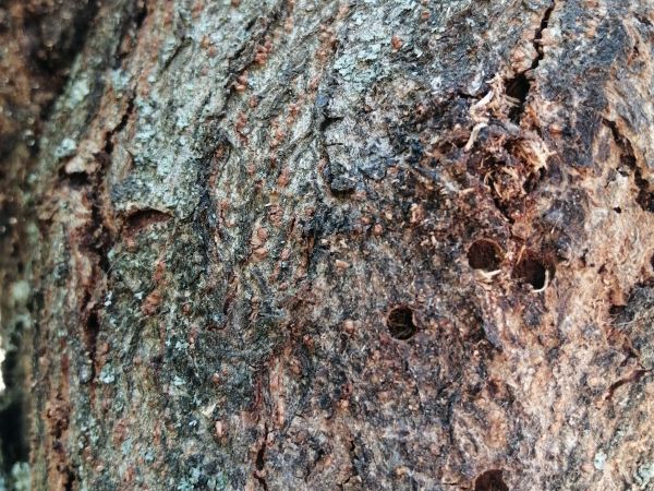 A - nejednoznačne určen&yacute;, nie sme si ist&iacute;