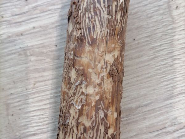 Lykokaz matn&yacute;