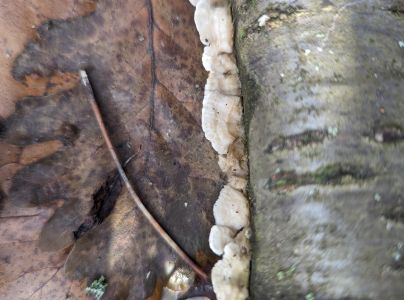 A - nie je v datab&aacute;ze