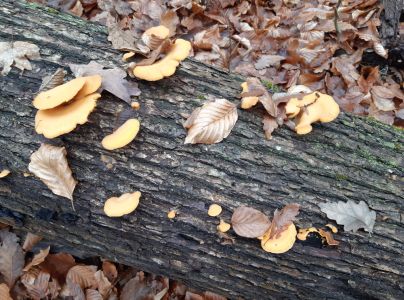 A - nejednoznačne určen&yacute;, nie sme si ist&iacute;