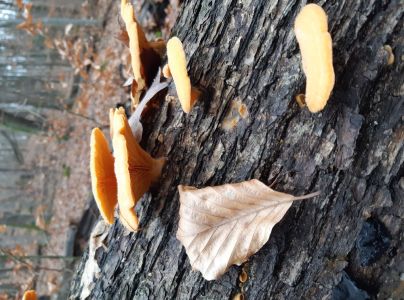 A - nejednoznačne určen&yacute;, nie sme si ist&iacute;