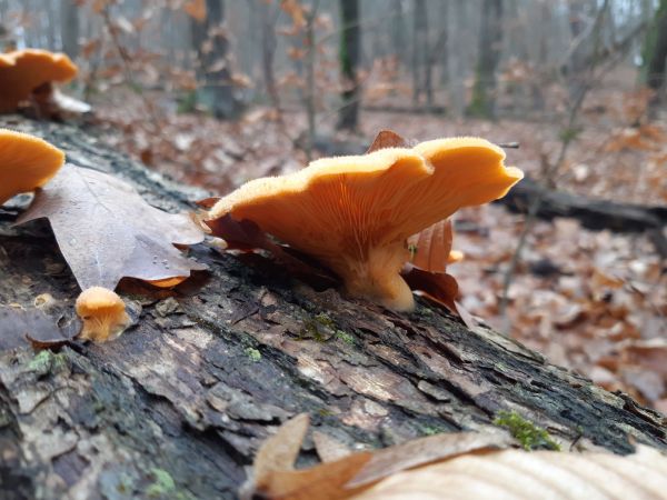 A - nejednoznačne určen&yacute;, nie sme si ist&iacute;