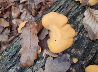 A - nejednoznačne určen&yacute;, nie sme si ist&iacute;