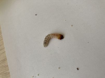 A - nejednoznačne určen&yacute;, nie sme si ist&iacute;