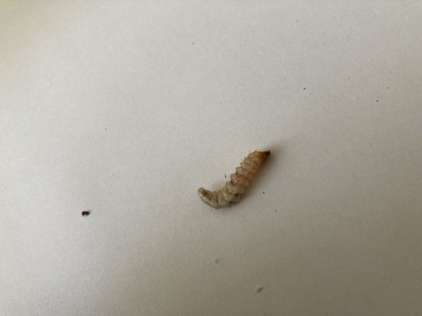 A - nejednoznačne určen&yacute;, nie sme si ist&iacute;