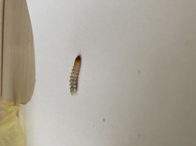 A - nejednoznačne určen&yacute;, nie sme si ist&iacute;