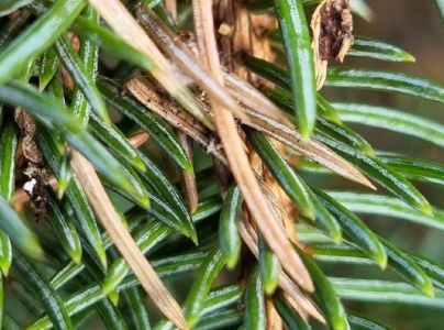 Psota americk&aacute;