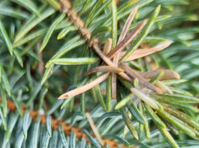 Psota americk&aacute;