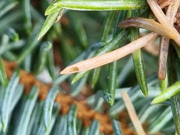 Psota americk&aacute;