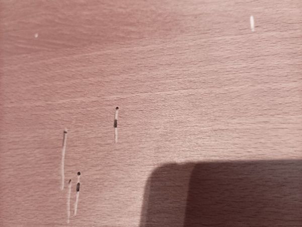 Červotoč obyčajn&yacute;