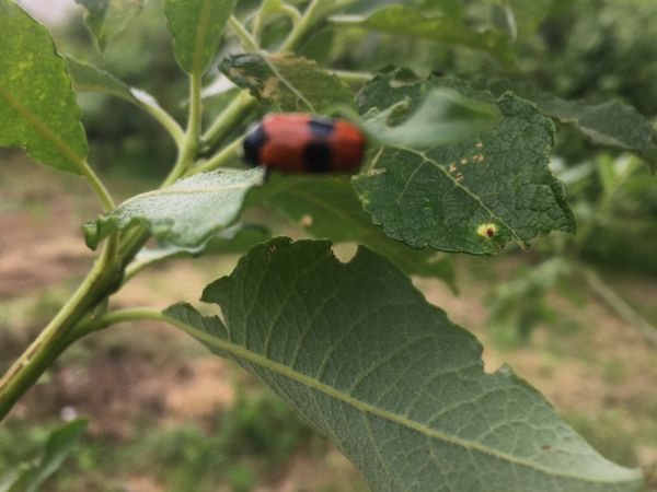Vrbin&aacute;r hladk&yacute;