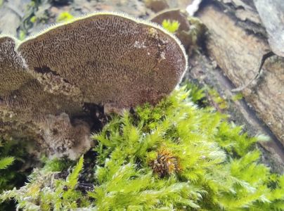 Tr&uacute;dnikovec chlpat&yacute;