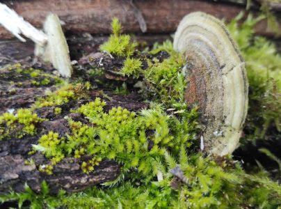 Tr&uacute;dnikovec chlpat&yacute;