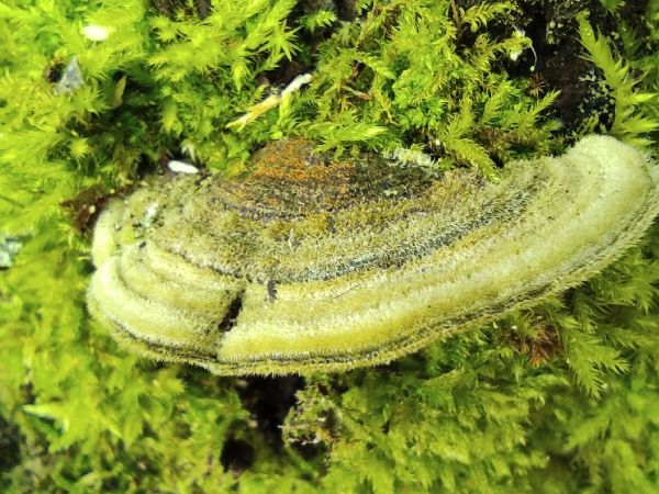 Tr&uacute;dnikovec chlpat&yacute;