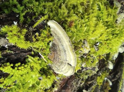 Tr&uacute;dnikovec chlpat&yacute;