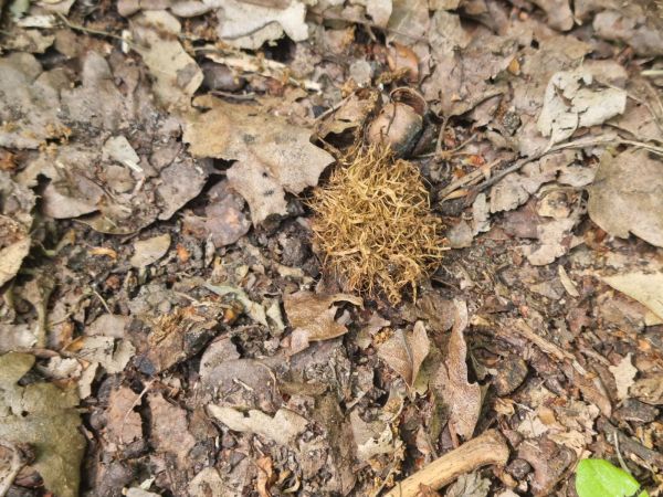 Hrčiarka Andricus caputmedusae