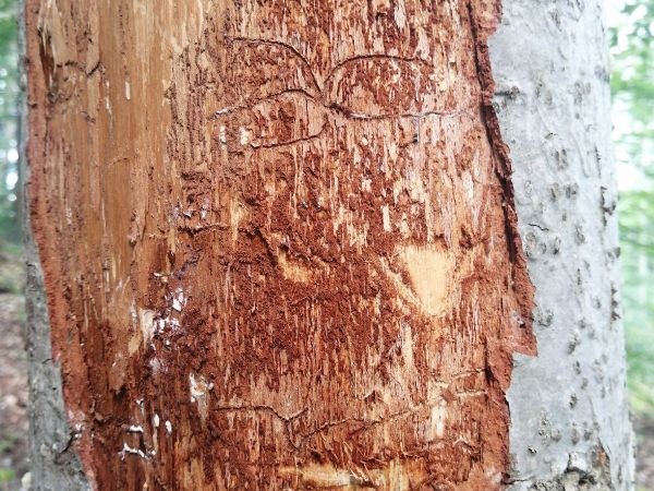 Lykožr&uacute;t prostredn&yacute;