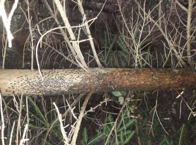 A - nejednoznačne určen&yacute;, nie sme si ist&iacute;