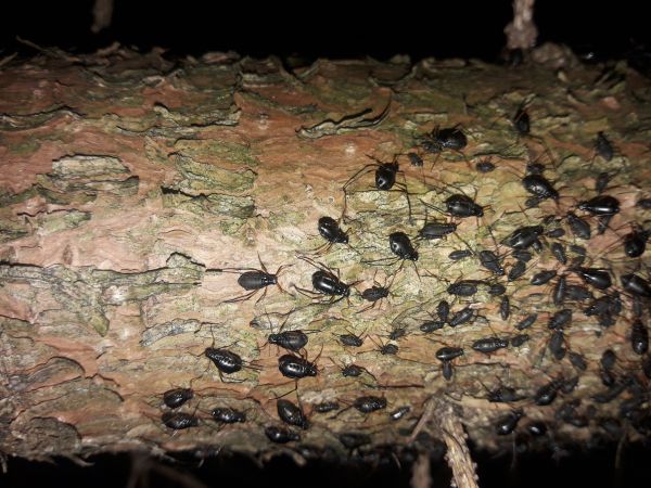 A - nejednoznačne určen&yacute;, nie sme si ist&iacute;