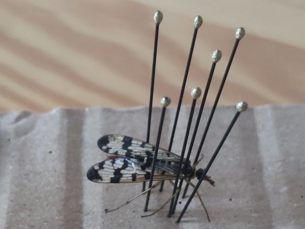 A - nie je v datab&aacute;ze