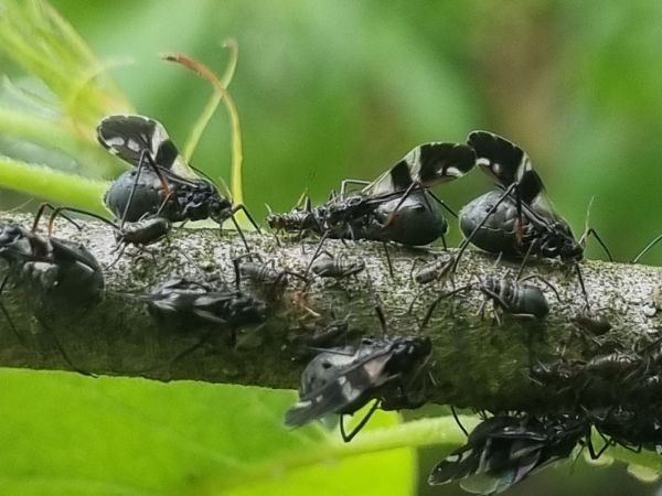 Medovnica dubov&aacute;