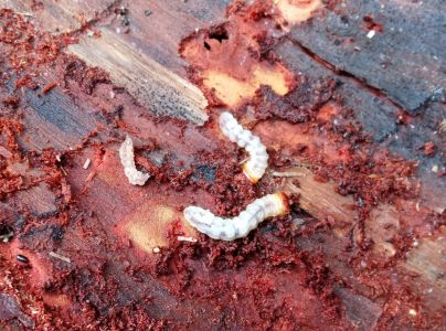 A - nejednoznačne určen&yacute;, nie sme si ist&iacute;