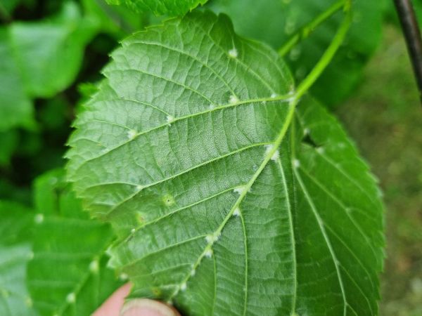 Roztoč Eriophyes exilis