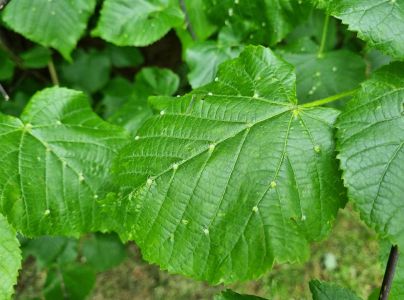 Roztoč Eriophyes exilis