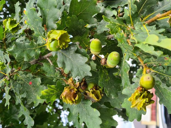 Hrčiarka kalichov&aacute;