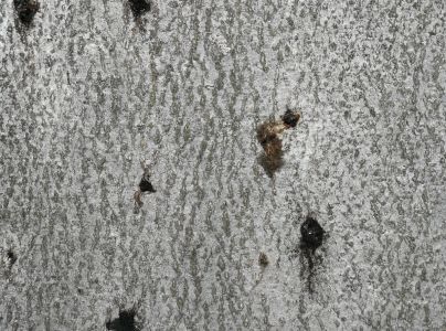 Lykožr&uacute;t bukov&yacute;