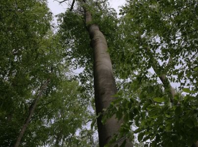 Lykožr&uacute;t bukov&yacute;