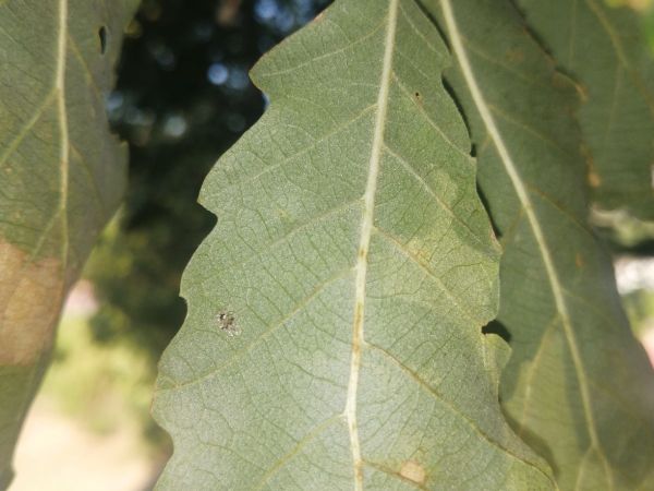 Sietnička dubov&aacute;