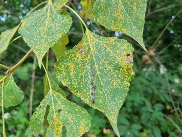 Hnedosp&oacute;rka topoľov&aacute;