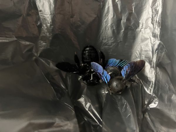 Drev&aacute;r fialov&yacute;