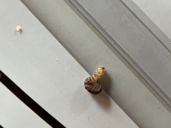 A - nejednoznačne určen&yacute;, nie sme si ist&iacute;