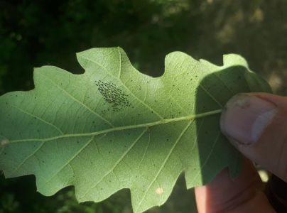 Sietnička dubov&aacute;