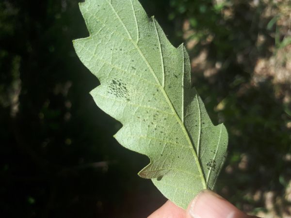 Sietnička dubov&aacute;