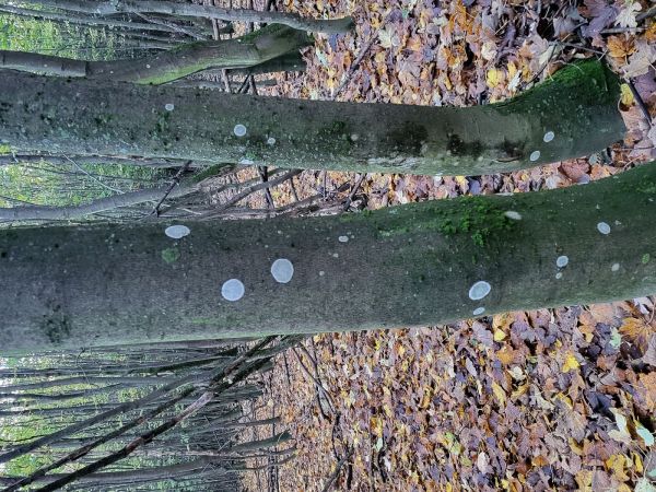 At&eacute;lia listov&aacute;