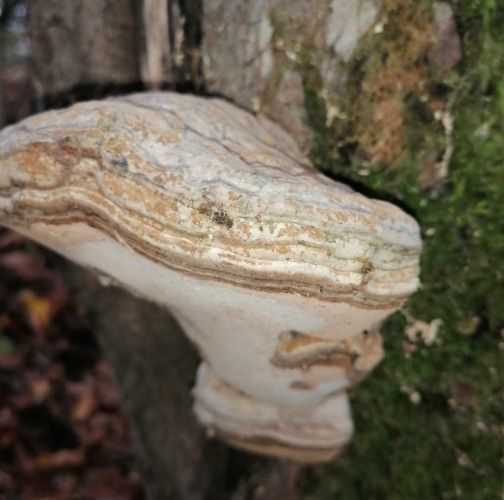 Samuel Anton Barbora