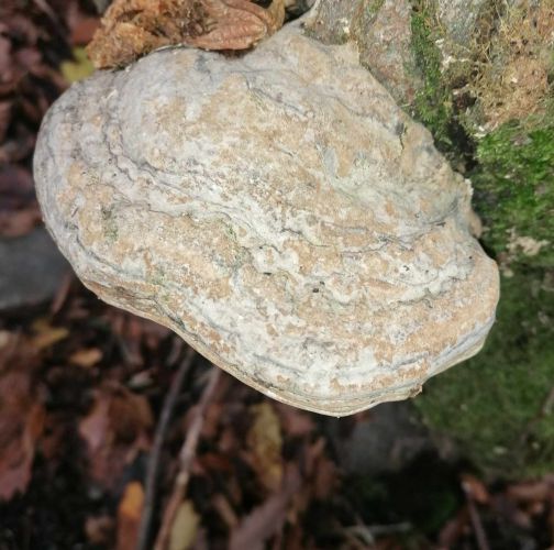 Samuel Anton Barbora