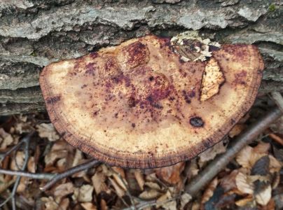 Sieťkovček červenkast&yacute;