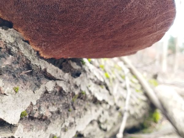 Sieťkovček červenkast&yacute;