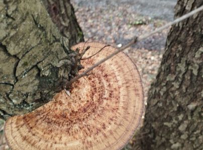 Sieťkovček červenkast&yacute;